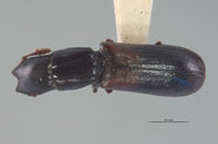 Nemozoma cupressi image