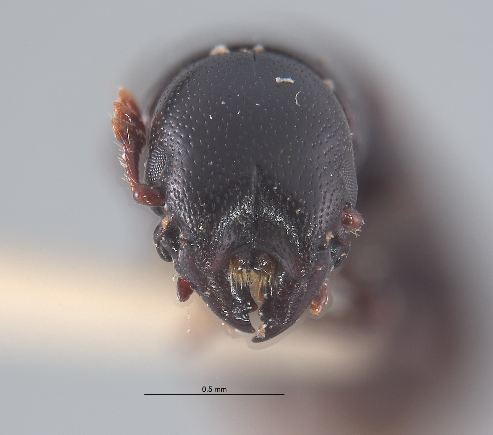 Nemozoma cupressi image