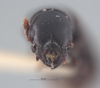 Nemozoma cupressi image