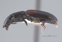 Nemozoma cupressi image