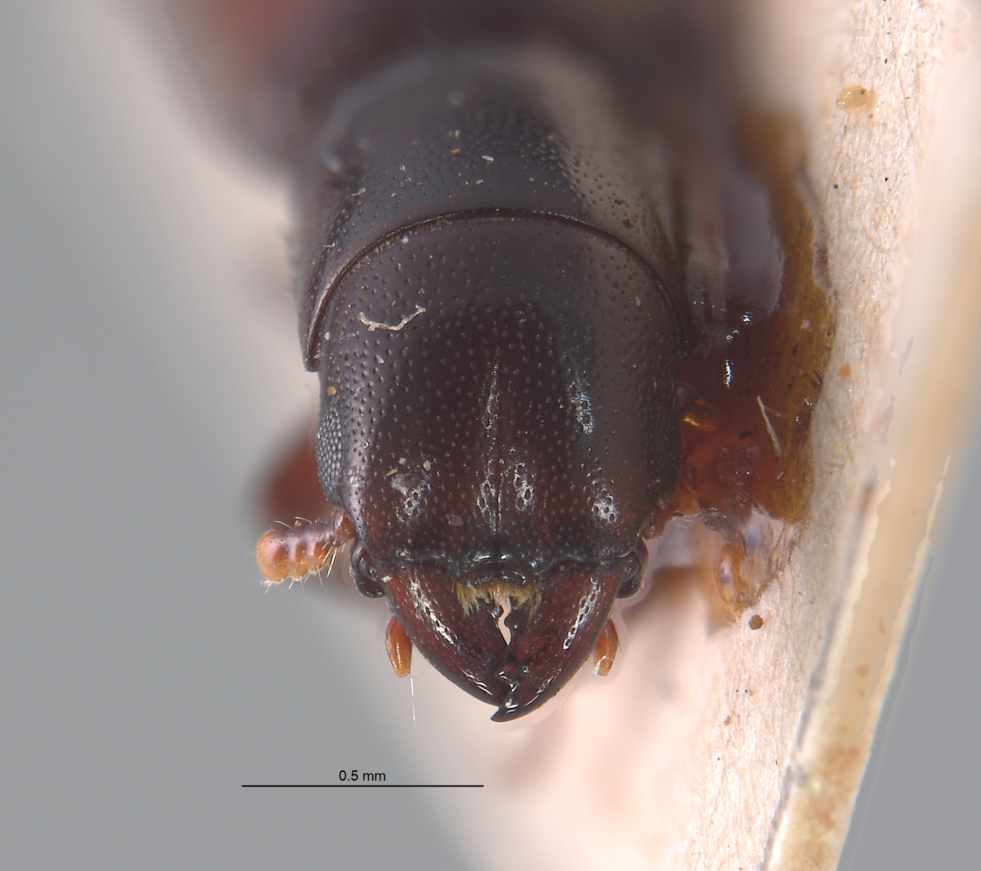 Nemozoma fenyesi image