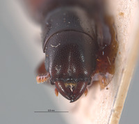 Nemozoma fenyesi image