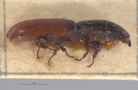 Nemozoma fenyesi image