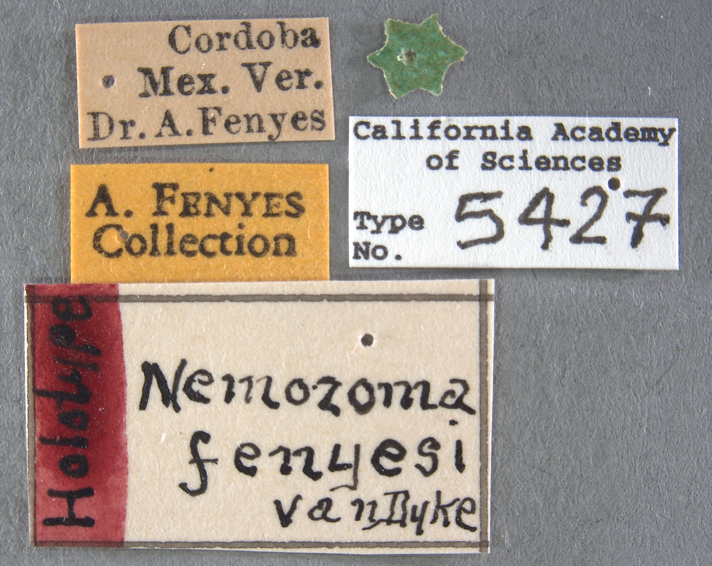 Nemozoma fenyesi image