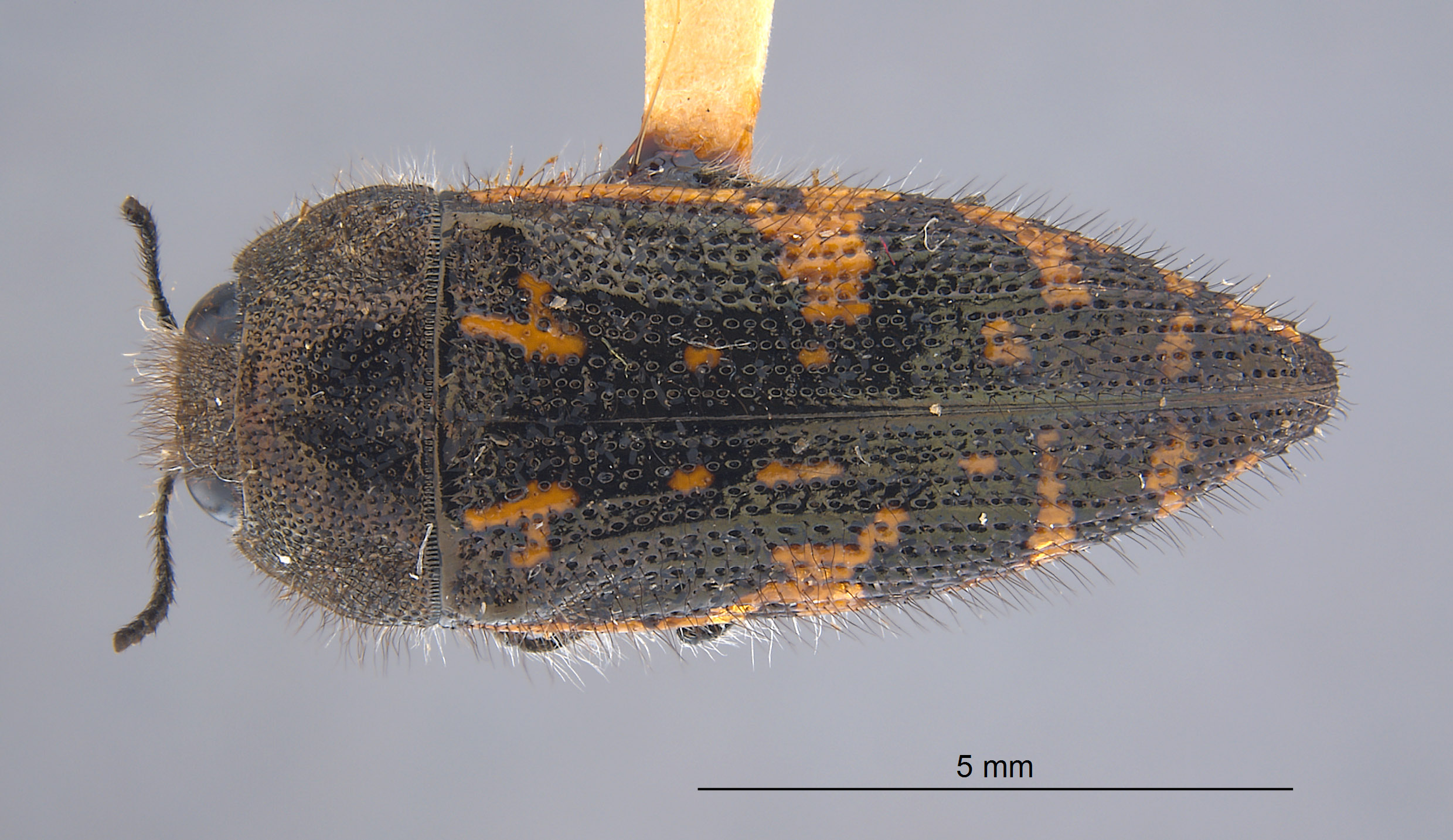 Acmaeodera lagunae image