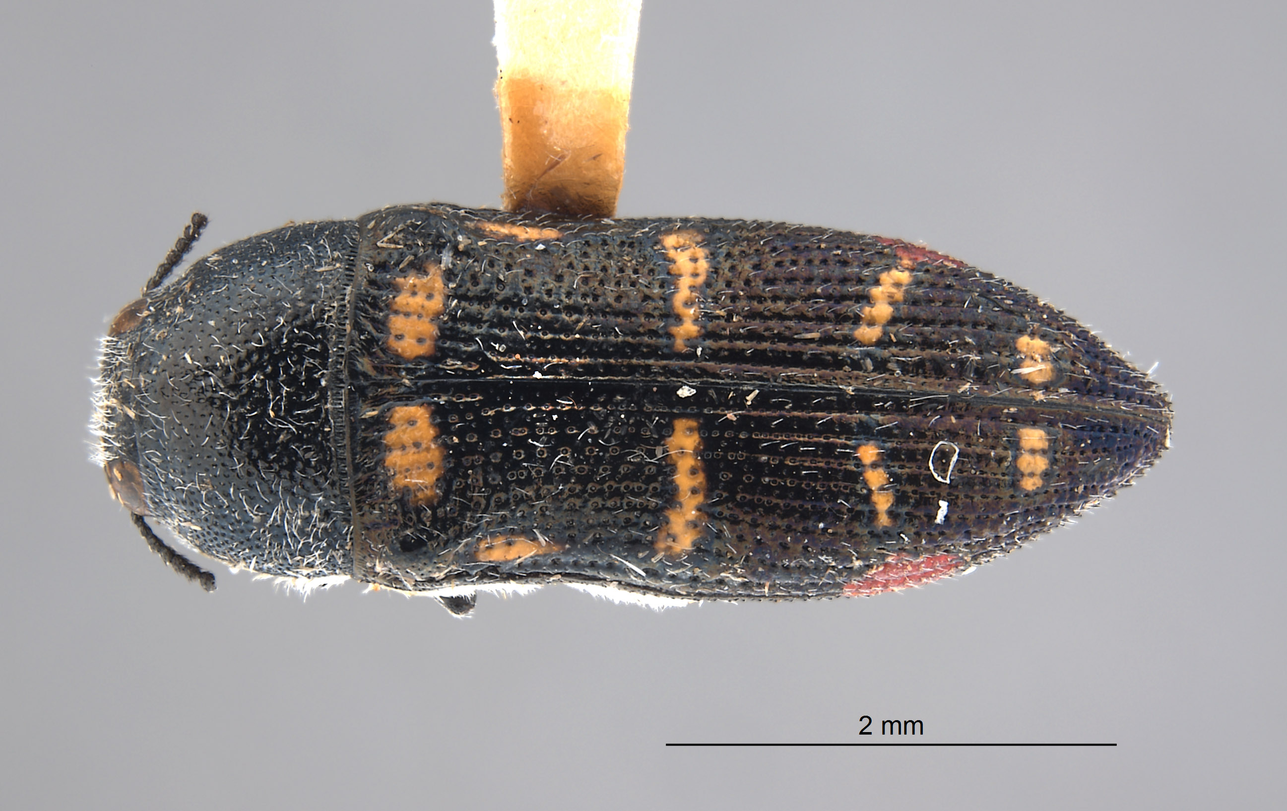 Acmaeodera transversa image