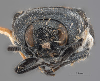 Acmaeodera transversa image