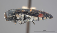 Acmaeodera transversa image