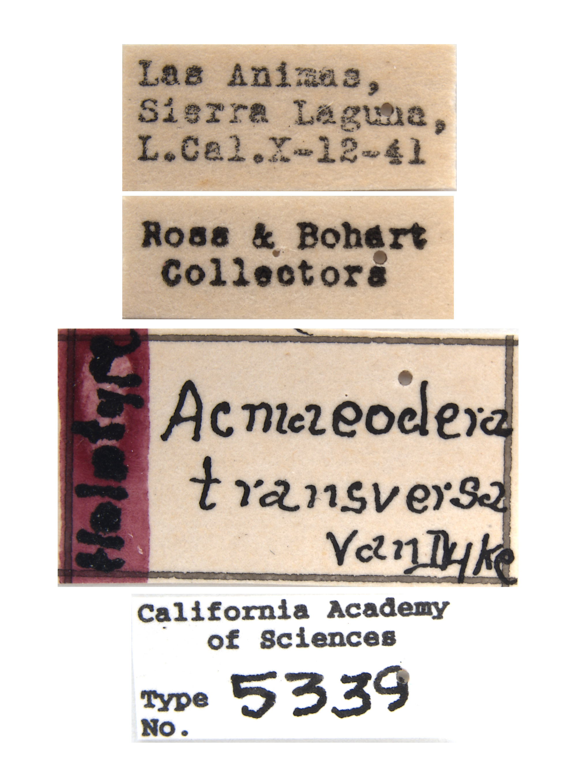 Acmaeodera transversa image