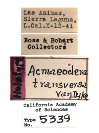 Acmaeodera transversa image