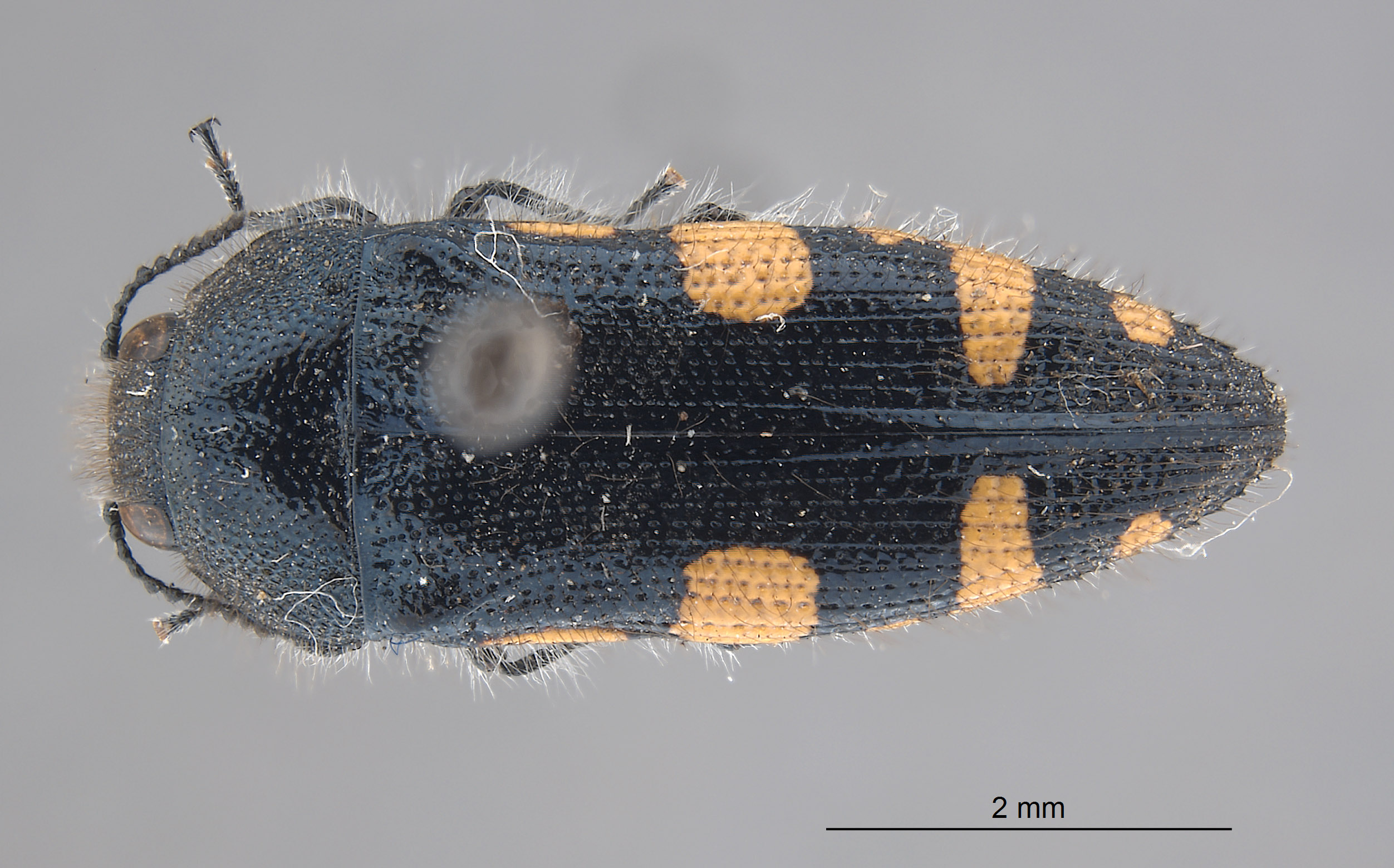 Acmaeodera nautica image