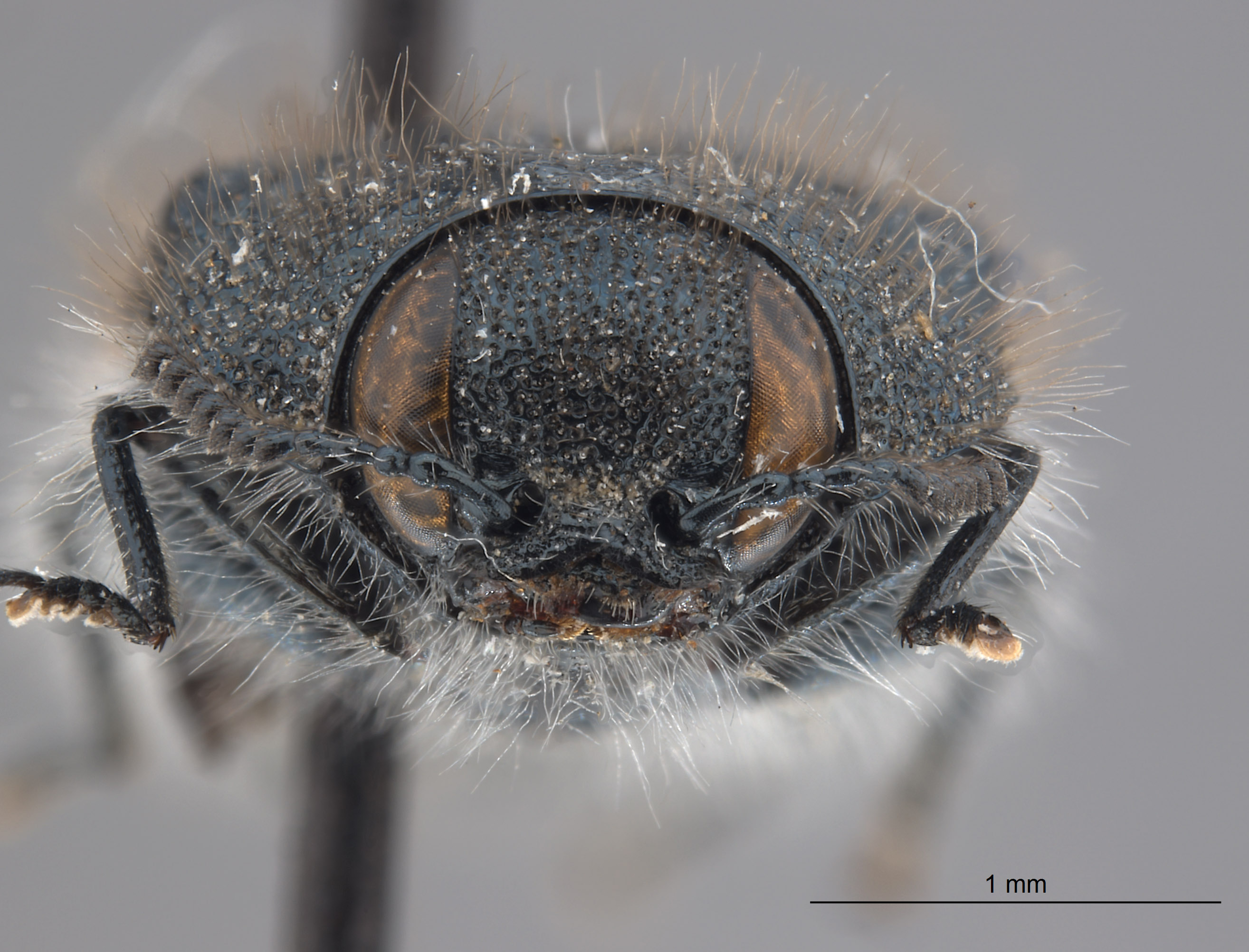 Acmaeodera nautica image