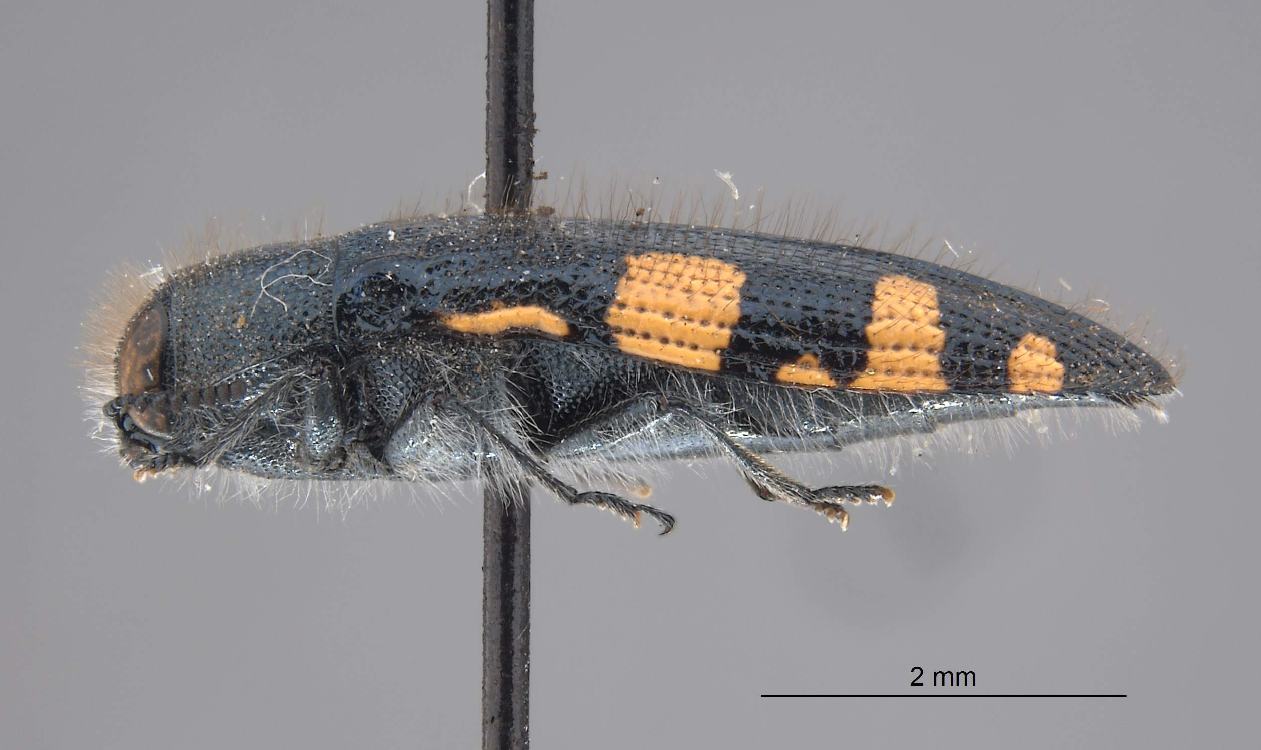 Acmaeodera nautica image