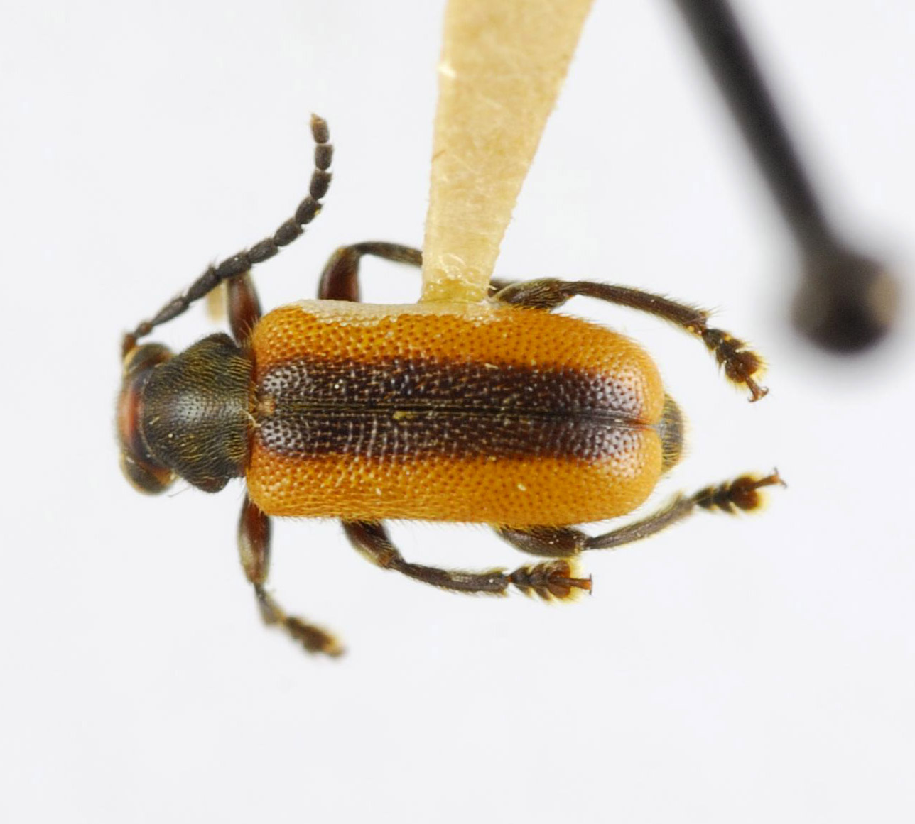 Zeugophora dimorpha image