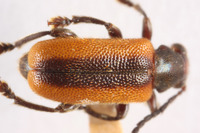 Zeugophora dimorpha image