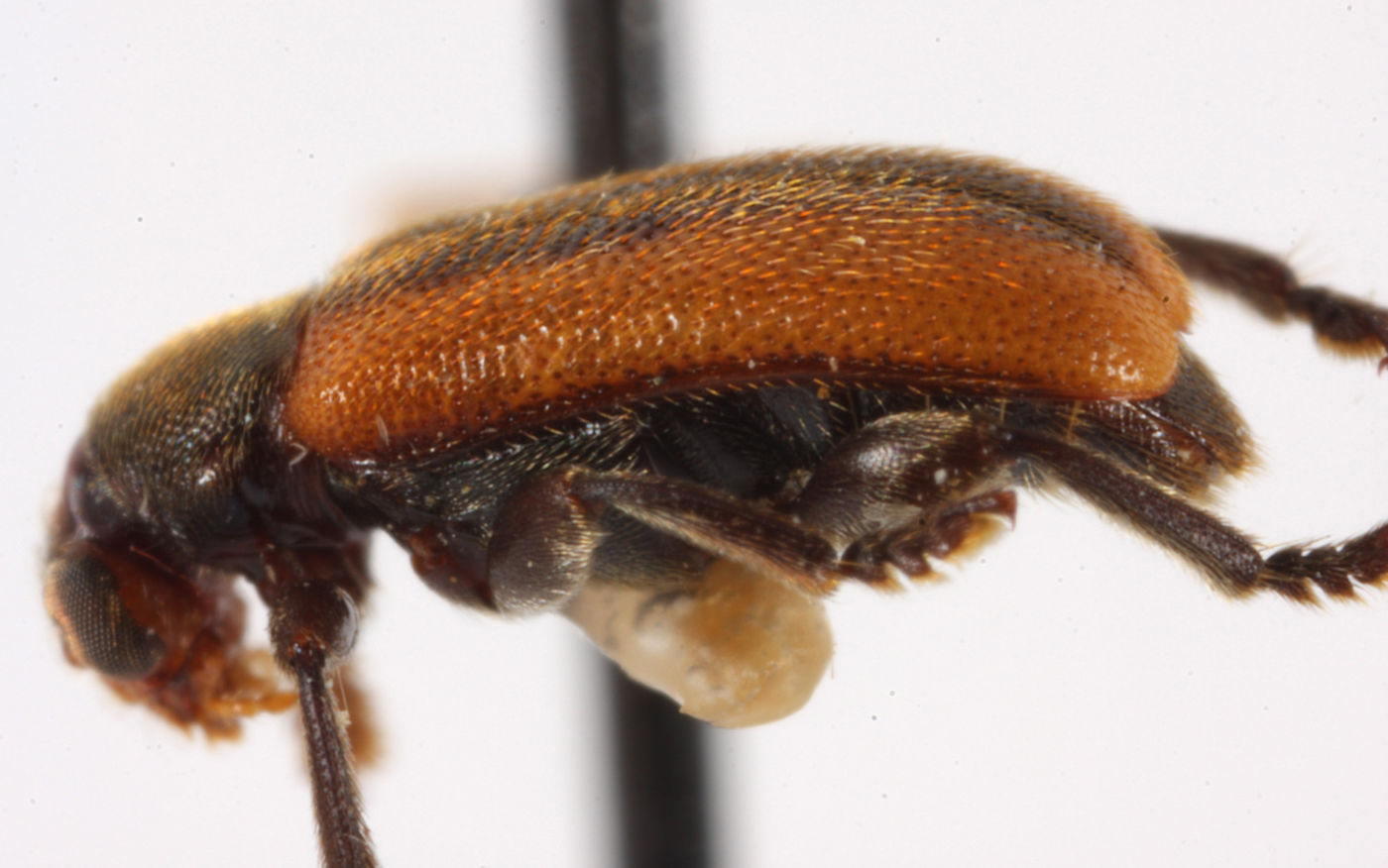 Zeugophora dimorpha image