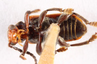 Zeugophora dimorpha image