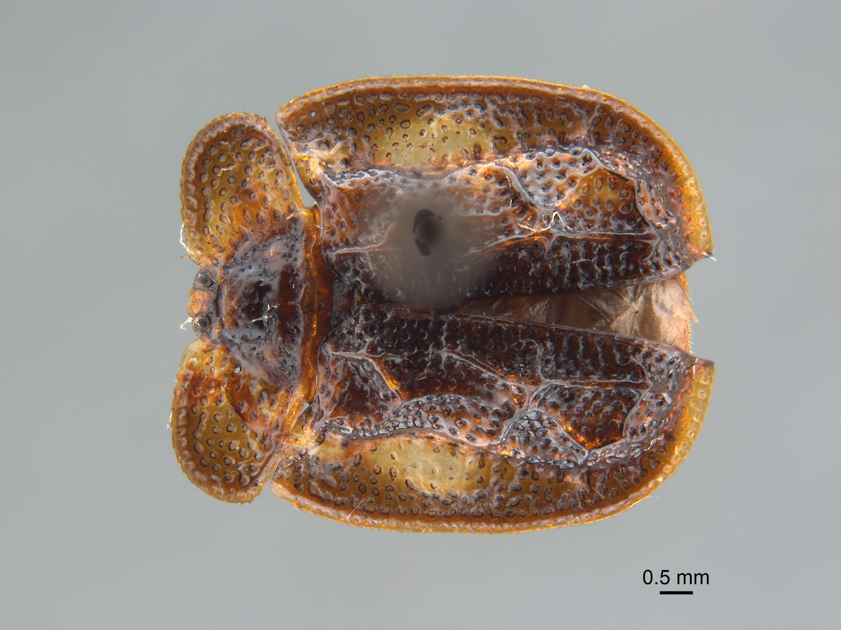 Notosacantha image