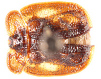 Notosacantha castanea image