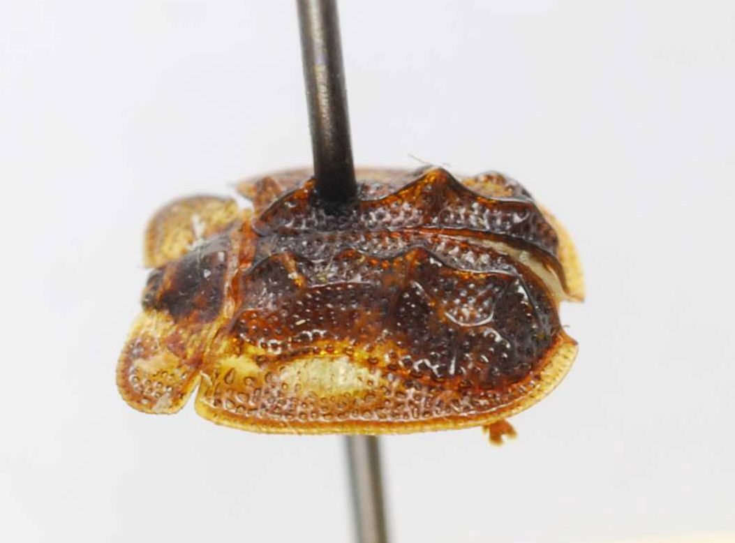 Notosacantha castanea image