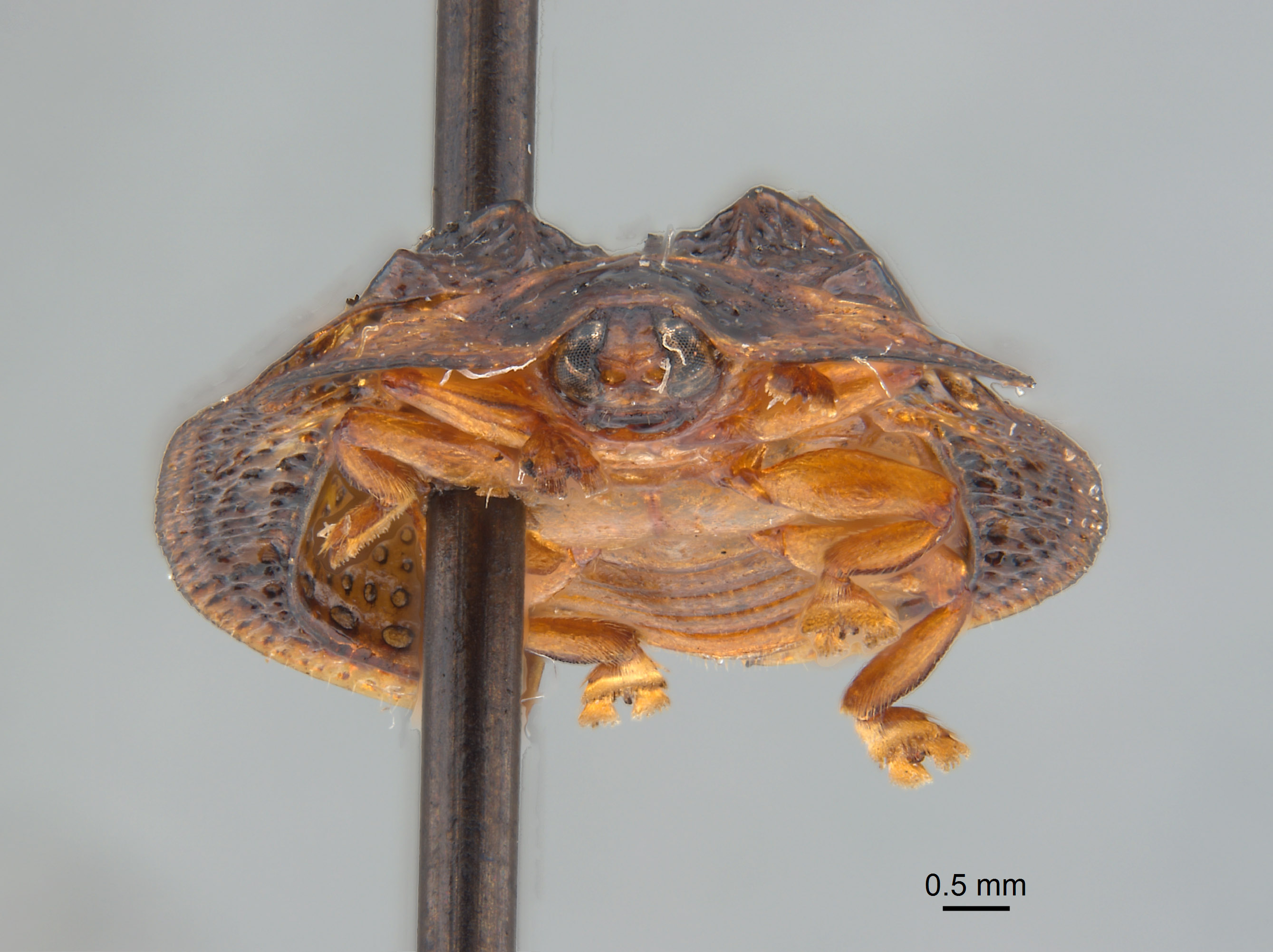 Notosacantha castanea image