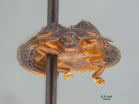 Notosacantha castanea image