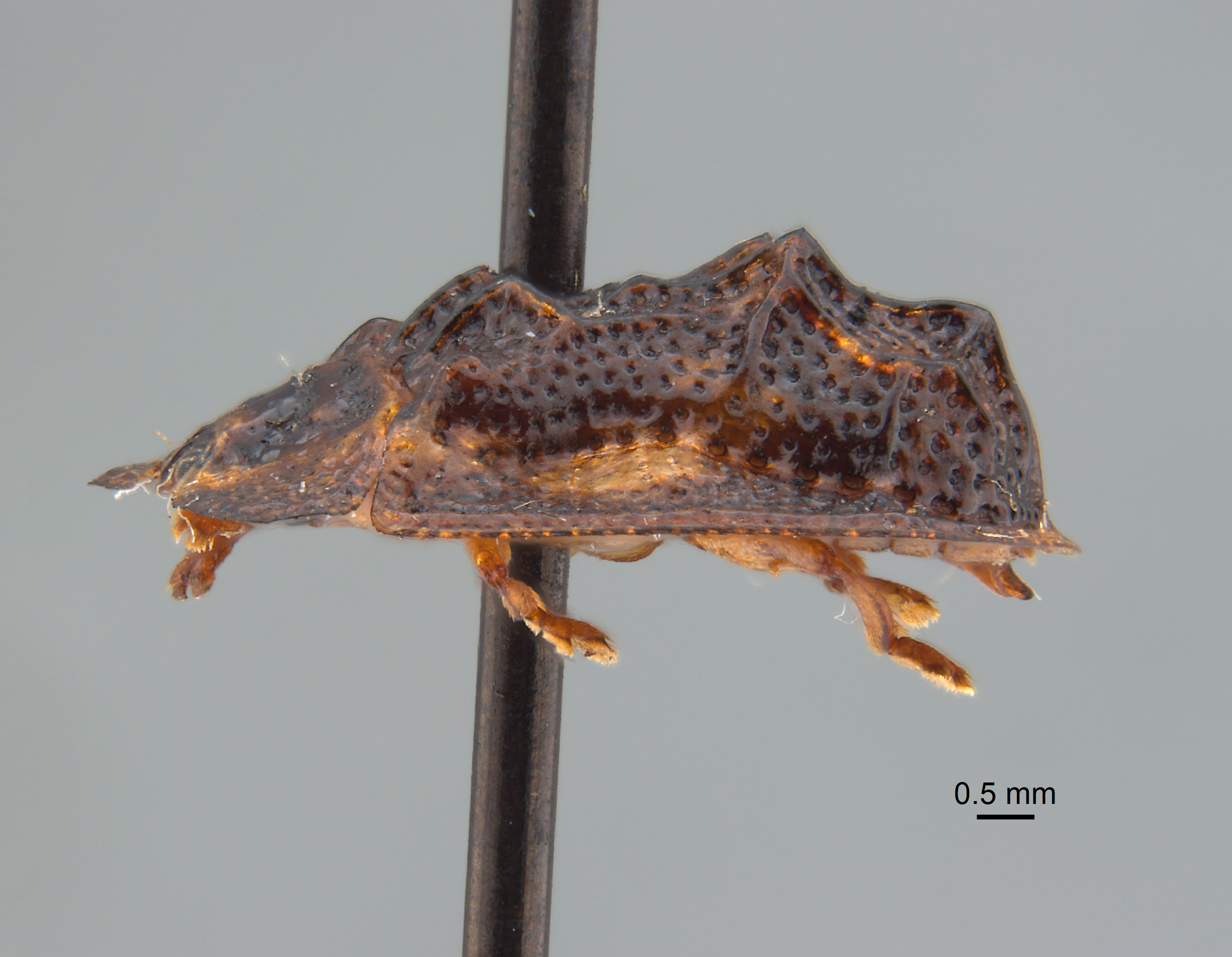 Notosacantha castanea image