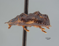 Notosacantha castanea image