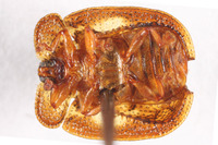 Notosacantha castanea image