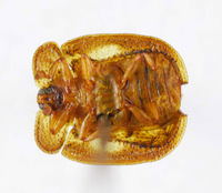 Image of Notosacantha castanea