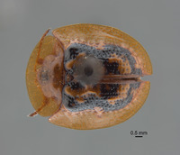 Cassida (Crepidaspis) image