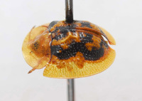 Cassida (Crepidaspis) image