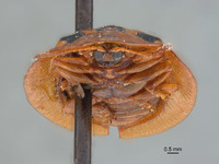 Cassida (Crepidaspis) image