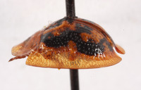 Cassida (Crepidaspis) image