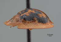 Cassida (Crepidaspis) image