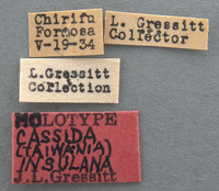 Cassida (Crepidaspis) image