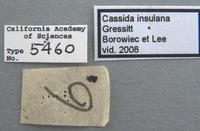 Cassida (Crepidaspis) image