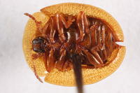 Cassida (Crepidaspis) image