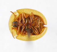 Cassida (Crepidaspis) image