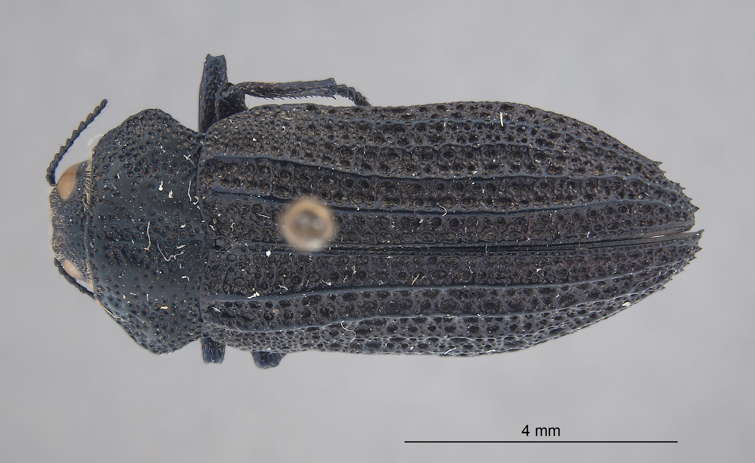 Polycesta tularensis image