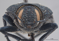 Polycesta tularensis image