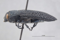 Polycesta tularensis image