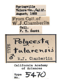 Polycesta tularensis image