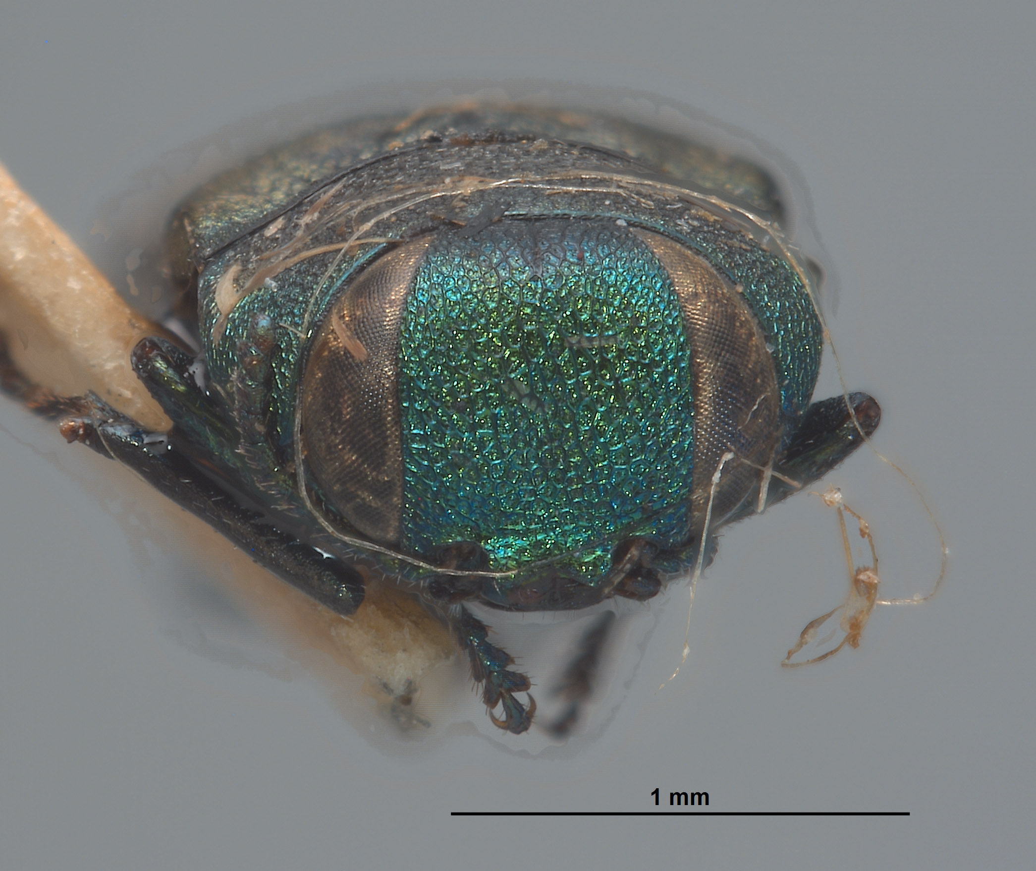 Anthaxia pseudotsugae image