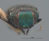 Anthaxia pseudotsugae image