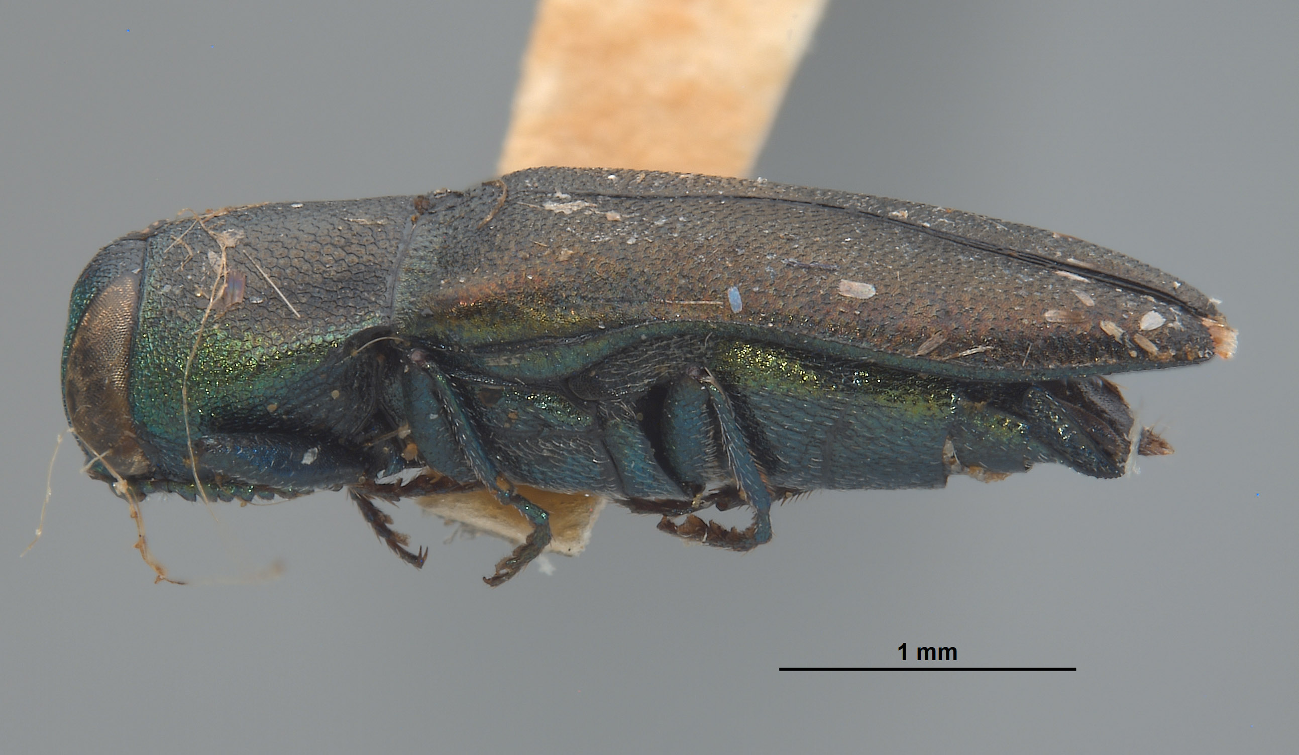 Anthaxia pseudotsugae image