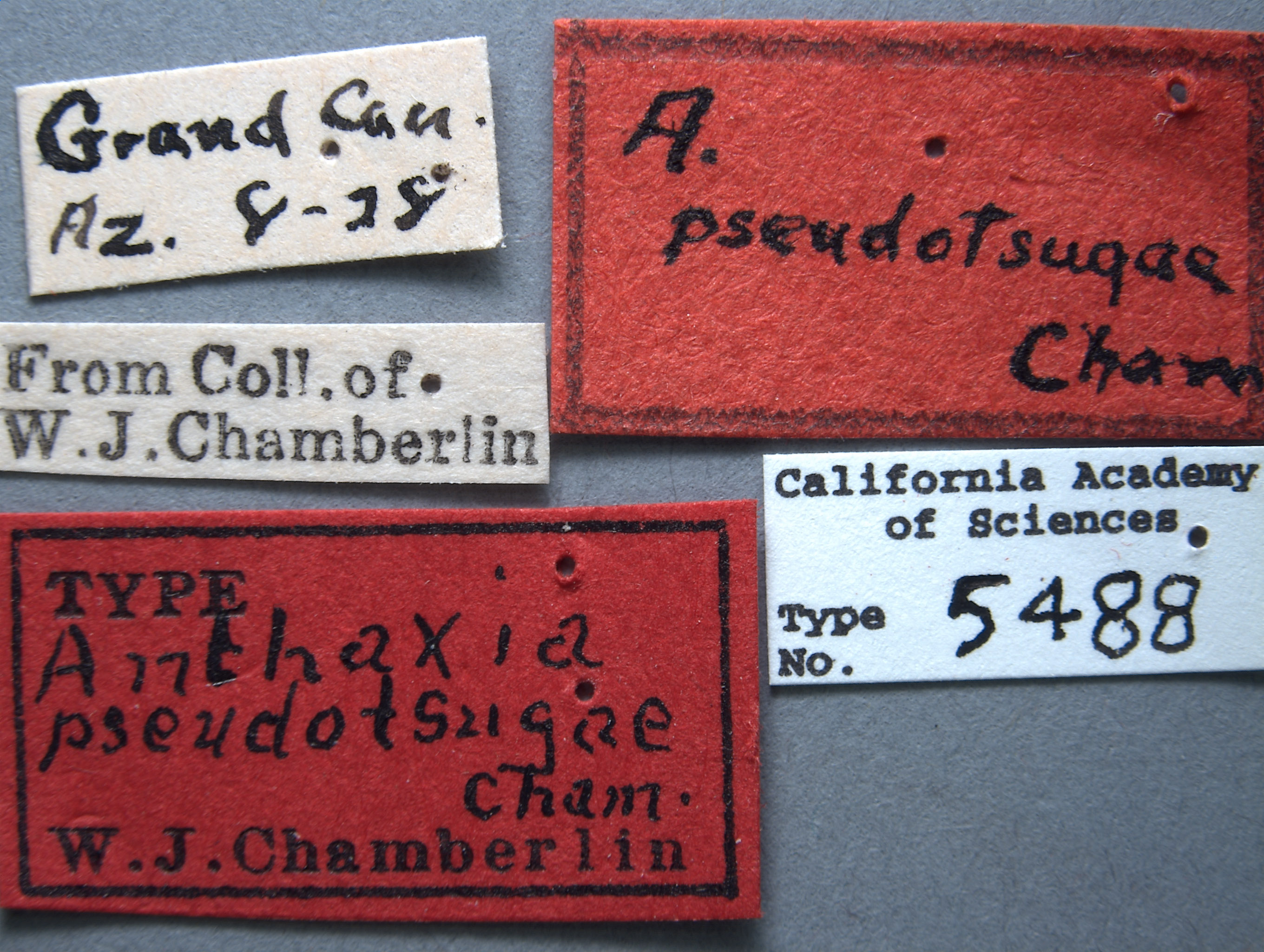 Anthaxia pseudotsugae image