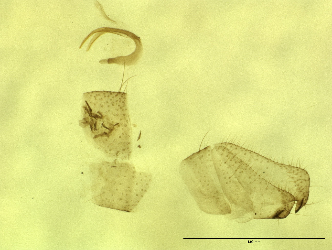 Hemerobiidae image