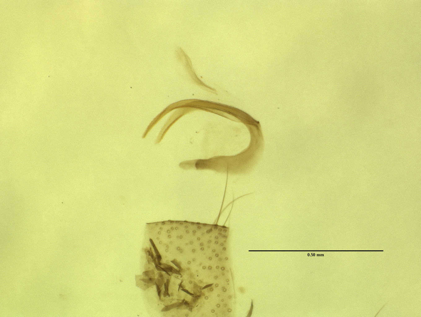Kimminsia fumata image