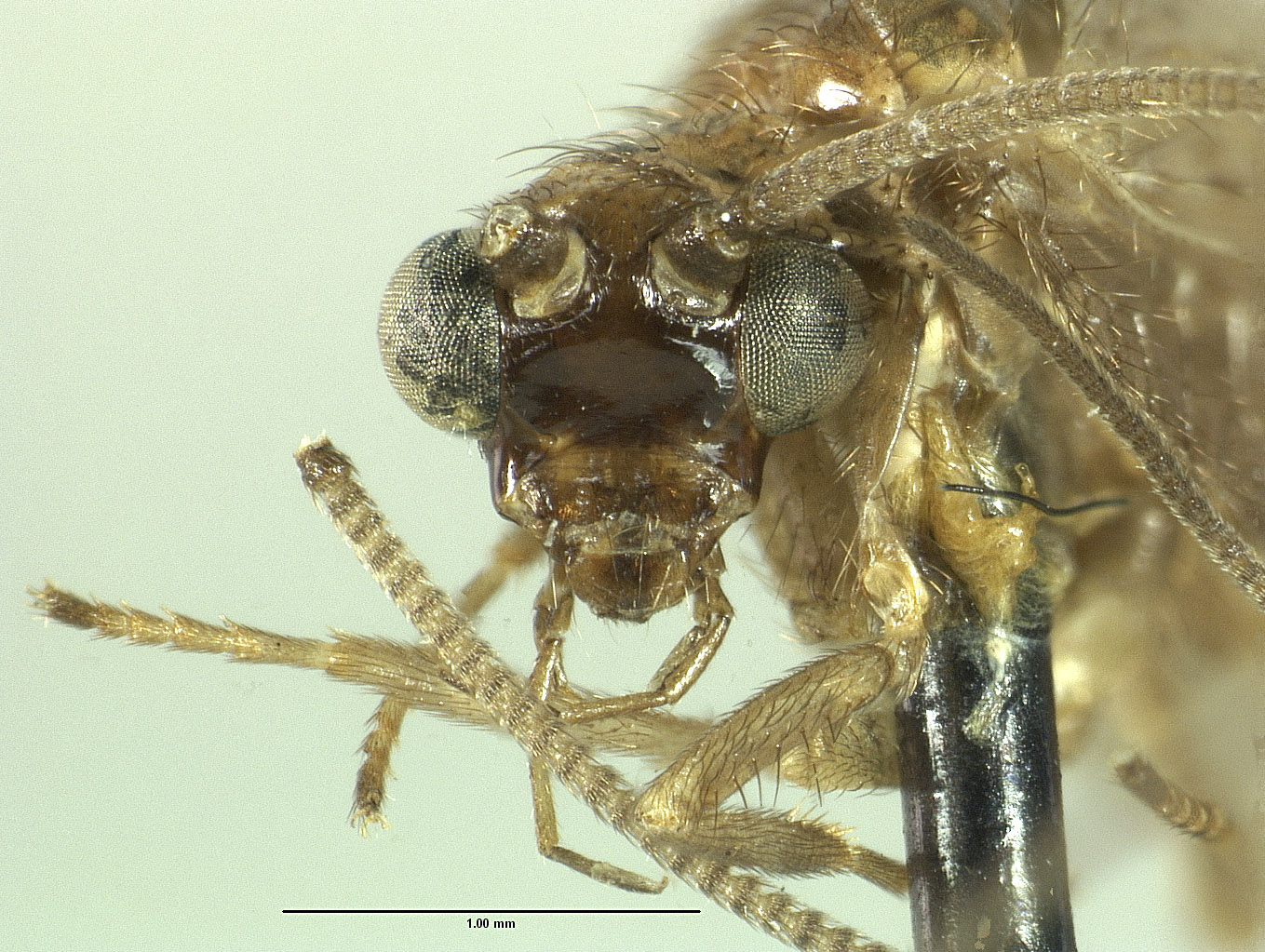 Kimminsia fumata image